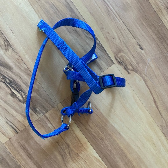 Treat your little fur ball size XS - Picture 8 of 16